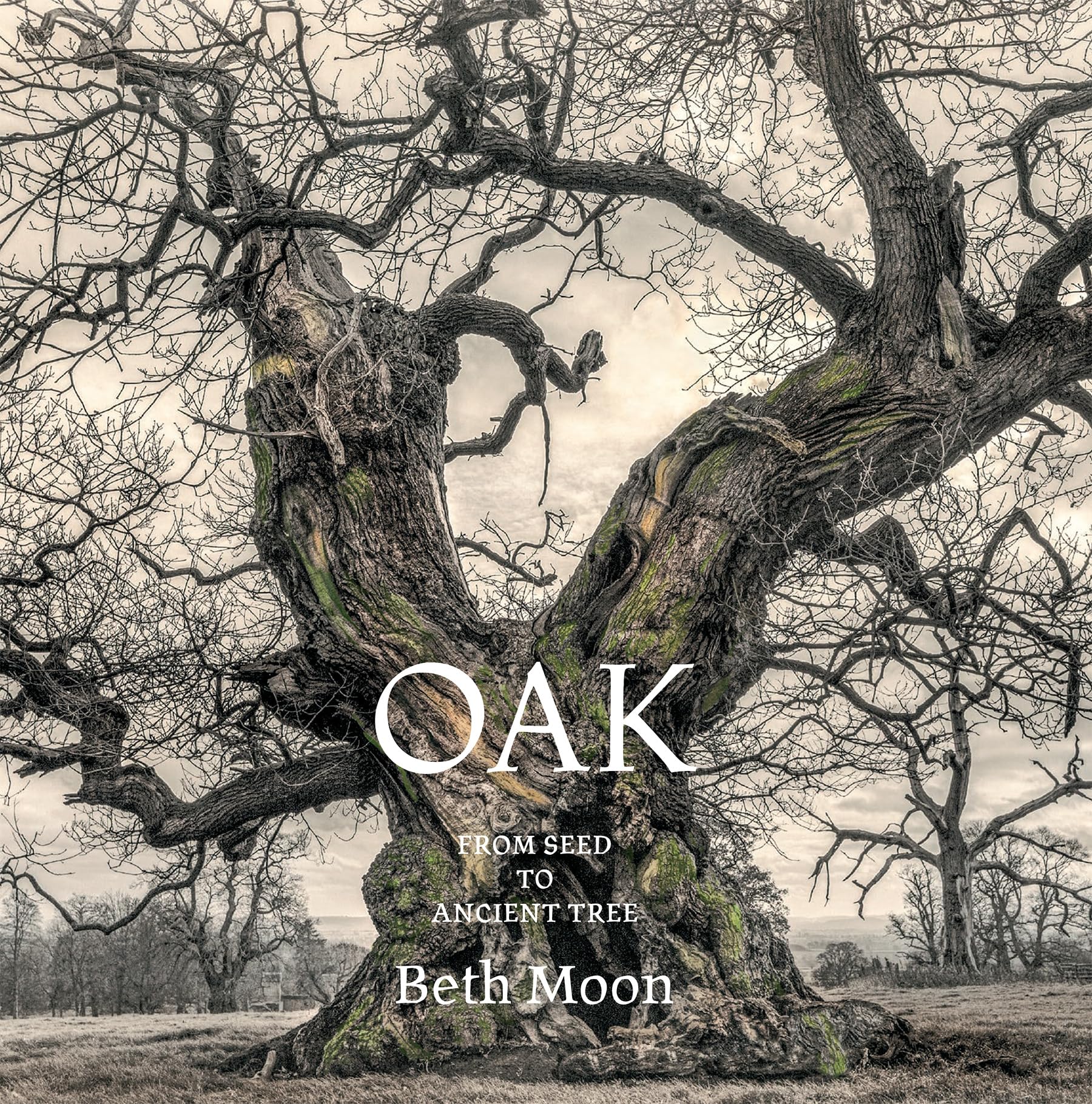 Cover of Oak: From Seed to Ancient Tree
