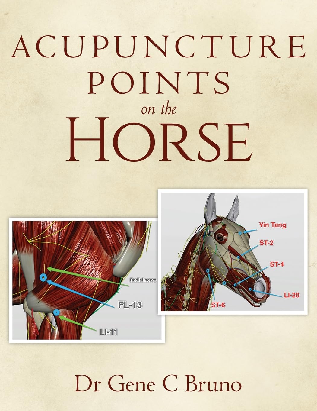 Cover of Acupuncture Points on the Horse