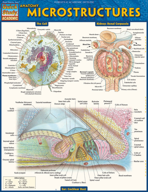 Cover of Anatomy: Microstructures