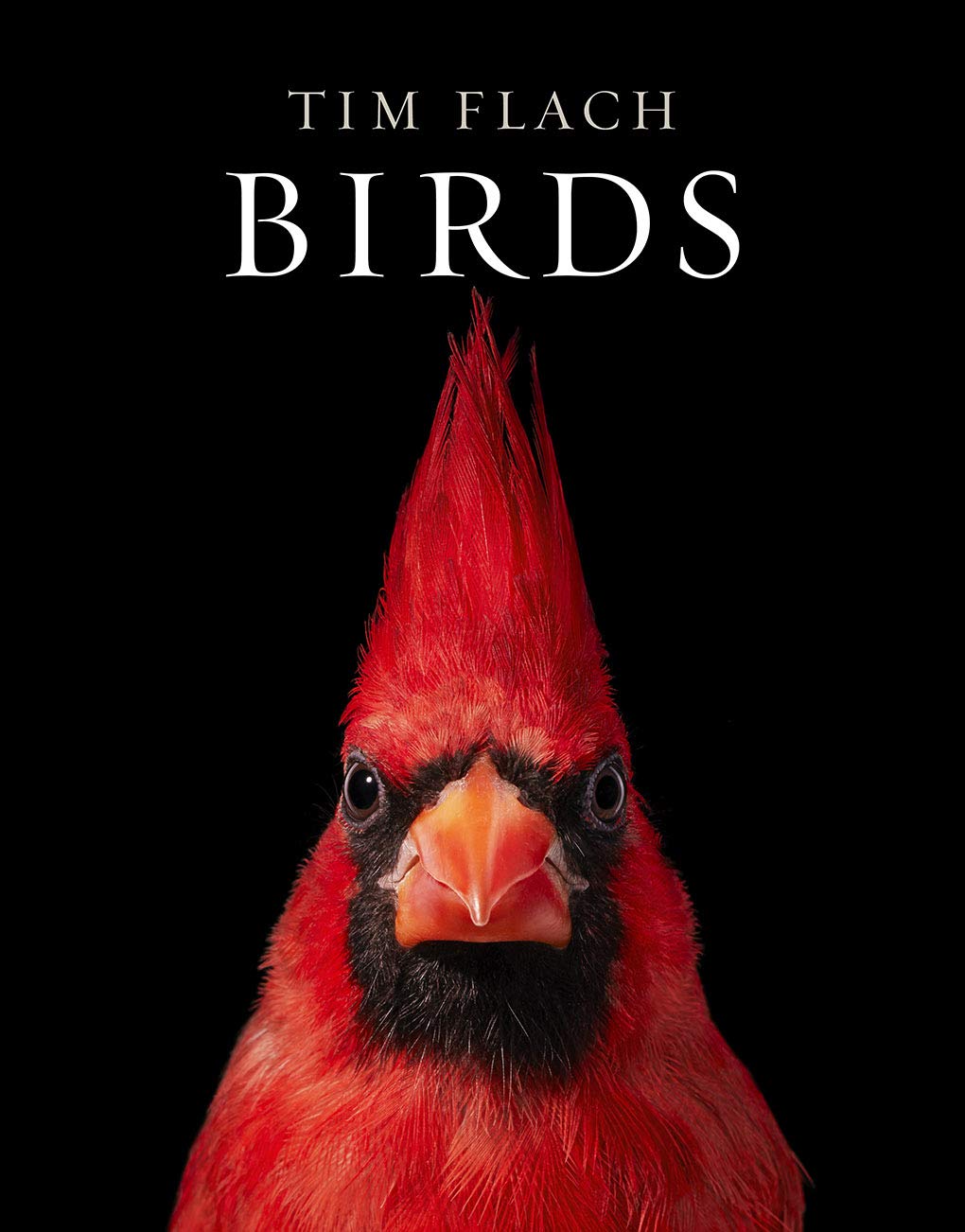 Cover of Birds: Fine-art bird portraits capturing plumage, posture, and personality.