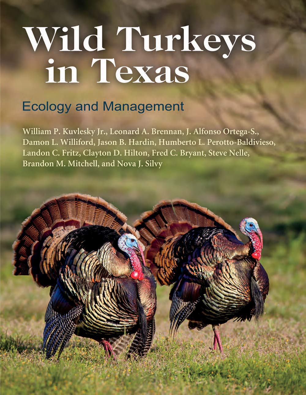 Cover of Wild Turkeys in Texas: Ecology and Management (Perspectives on South Texas, sponsored by Texas A&M University-Kingsville)