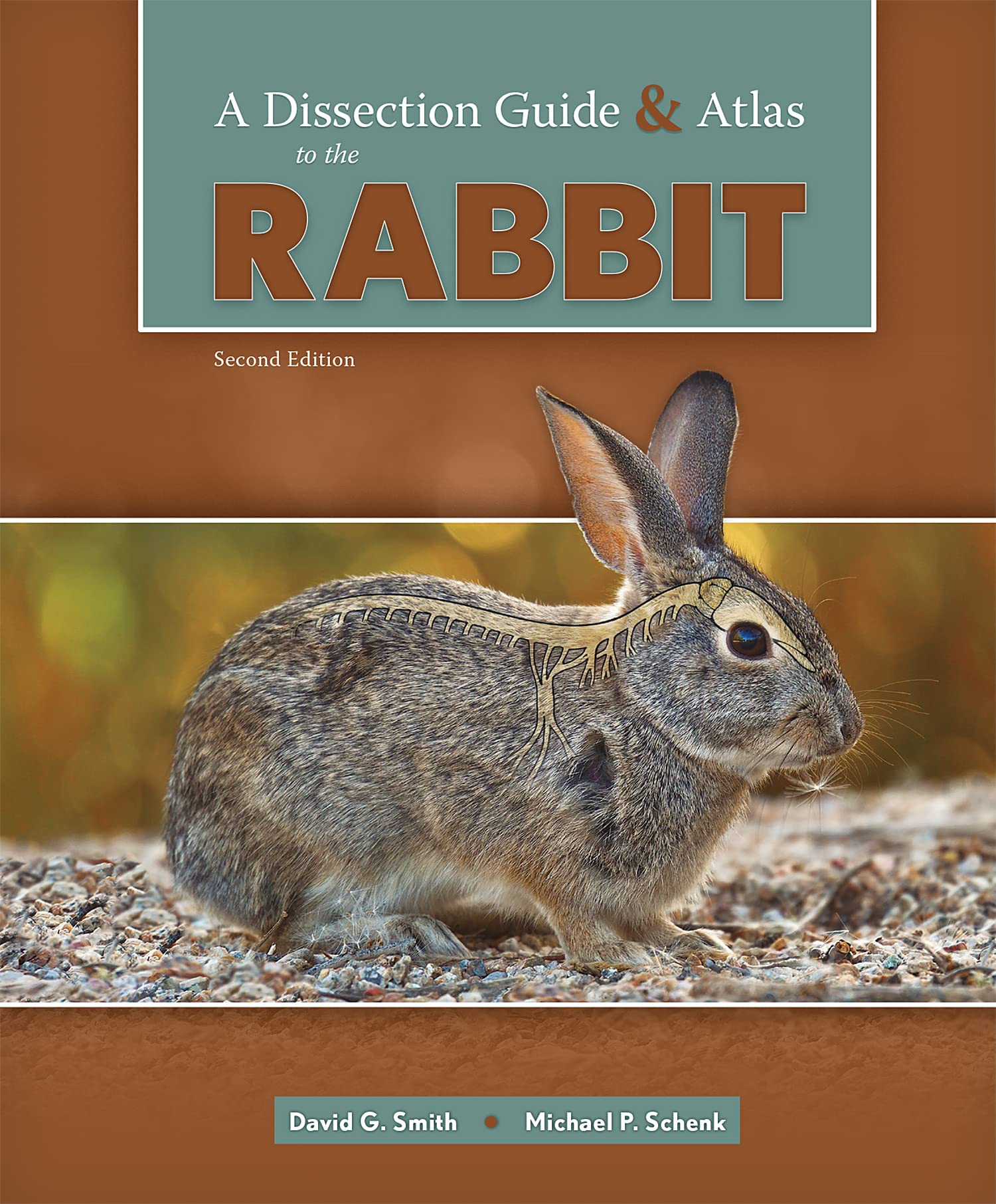 Cover of A Dissection Guide & Atlas to the Rabbit